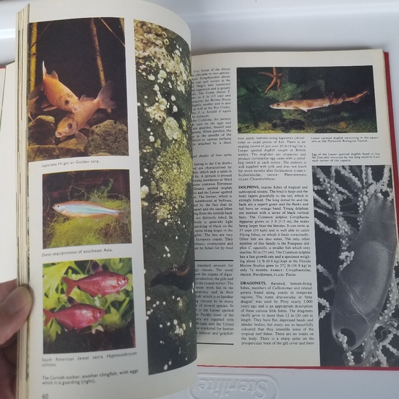 The World of Fish 1975 Peebles Press editor John H - Picture 7 of 16